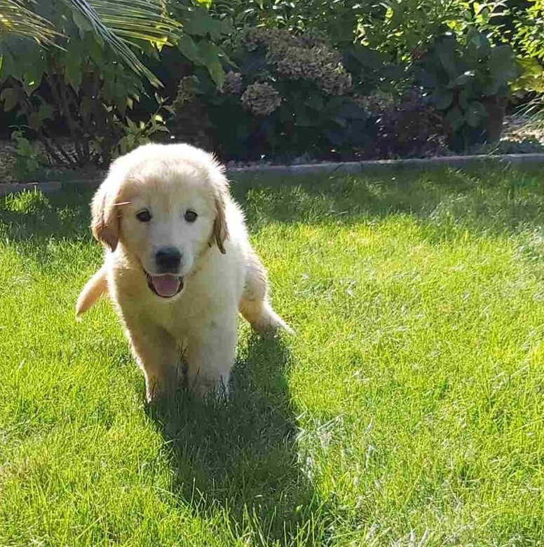 Golden retriever à vendre chiot