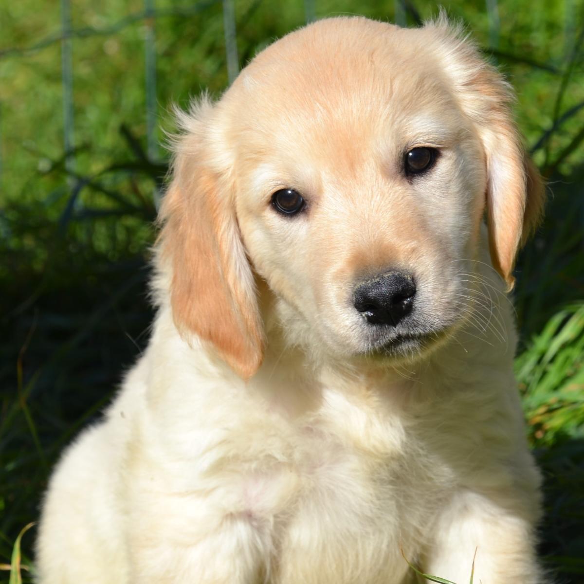 Chiots Golden Retriever Disponible à La Vente | Acheter En Ligne Chiot ...