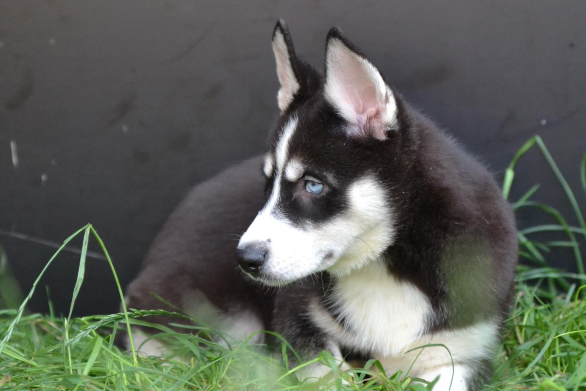 Chiots Husky à Vendre Acheter Husky Disponible à La Vente